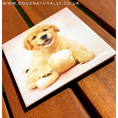 Golden Retriever Puppy Gift Magnet (Rachael Hale)